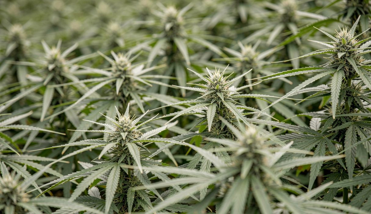 Ce que disent réellement les essais : CBD pour dormir : ce que montrent vraiment les études