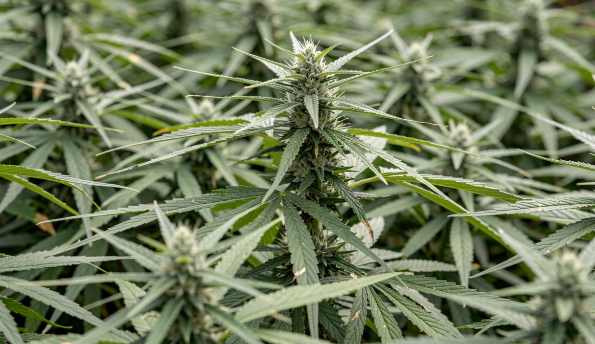 Quatrième plan&nbsp;: un seuil chiffré sépare les deux régimes : Cannabis vs CBD : comprendre les différences