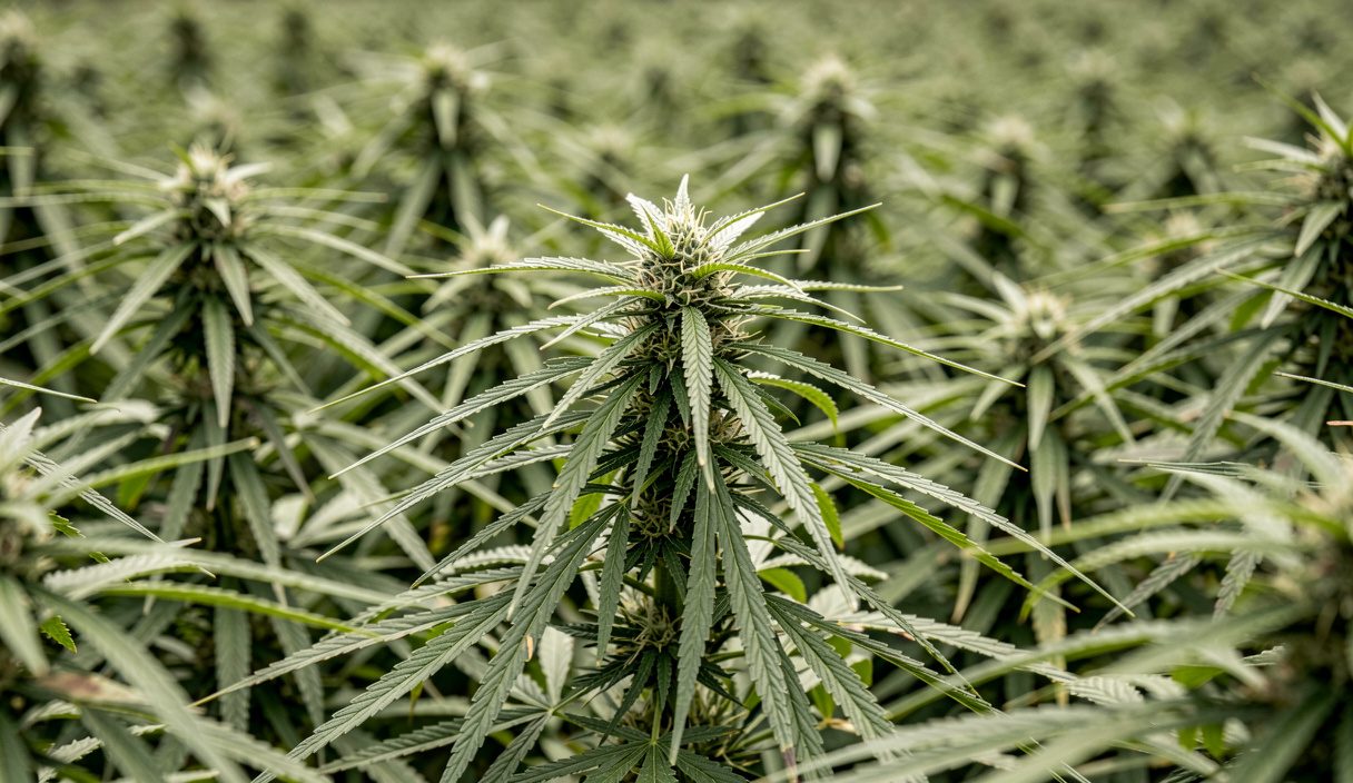 Si la question se pose malgré tout : CBD pour chien : réglementation vétérinaire et vigilance